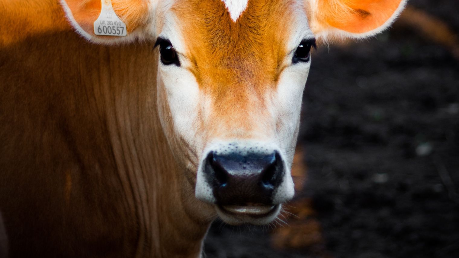 Image of a cow