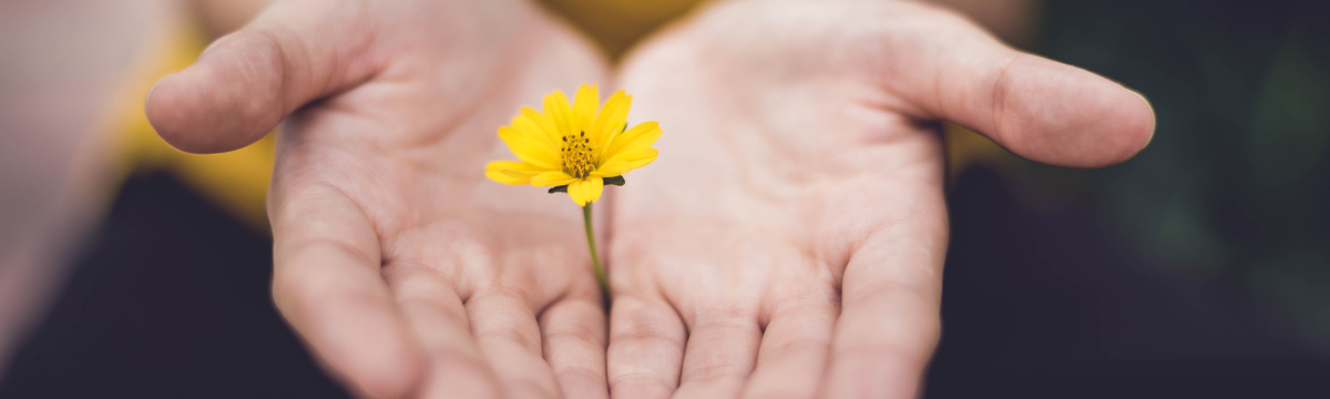A person's hands palm faced up. They're holding a small yellow flower.