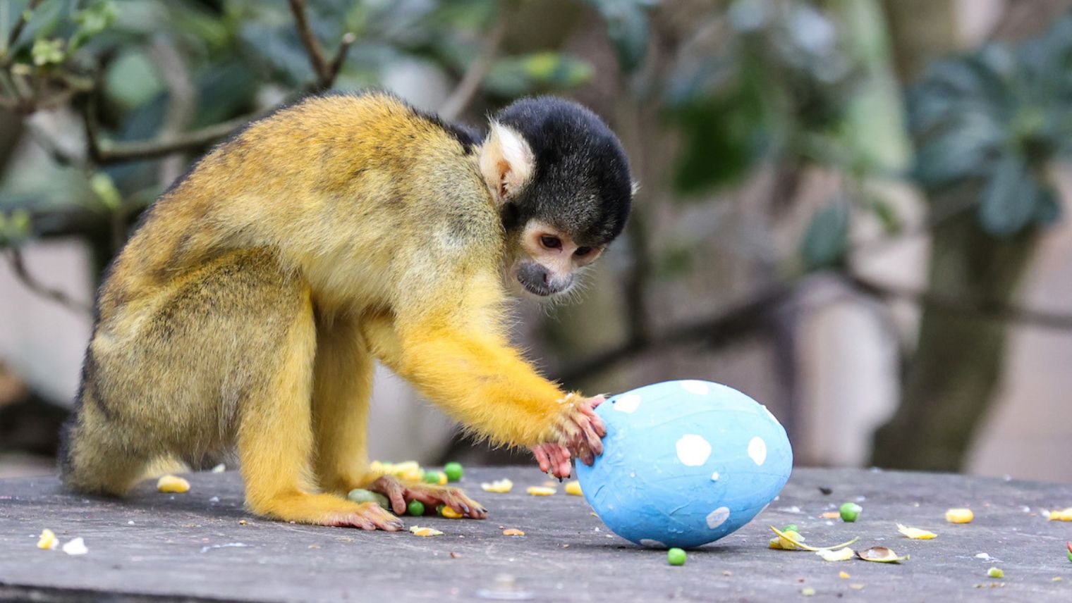 monkey with Easter egg