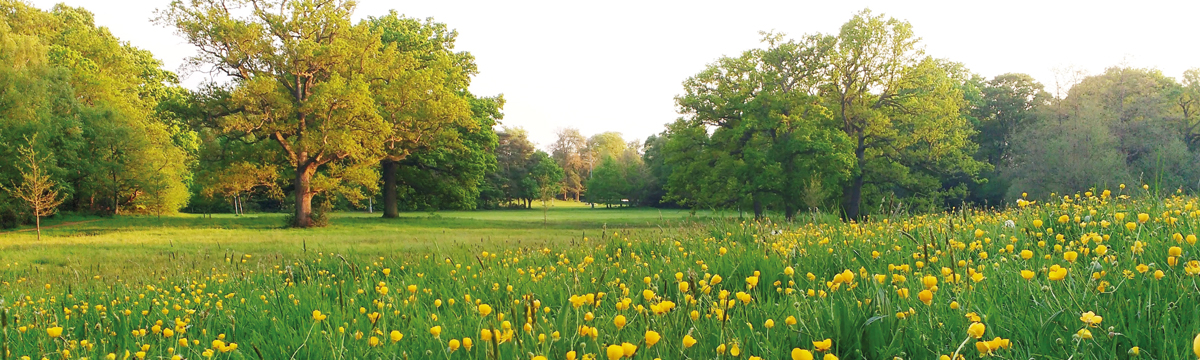 view of Lily Hill Park in Bracknell | SWR