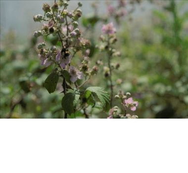 Journey to a better future - better for our planet - South Western Railway