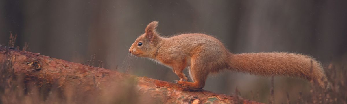 A red squirrel in its natural habitat - SWR are proud to support the Save Our Wild Isles campaign
