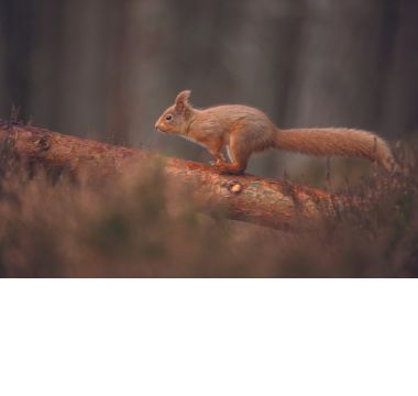 A red squirrel in its natural habitat - SWR are proud to support the Save Our Wild Isles campaign