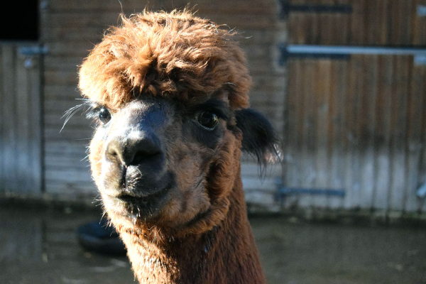 Face on view of head of brown alpaca