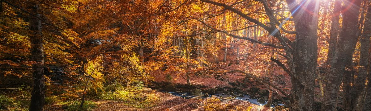 Cosy pubs, roasts, and countryside walks: New poll reveals Brits cant wait for cooler weather