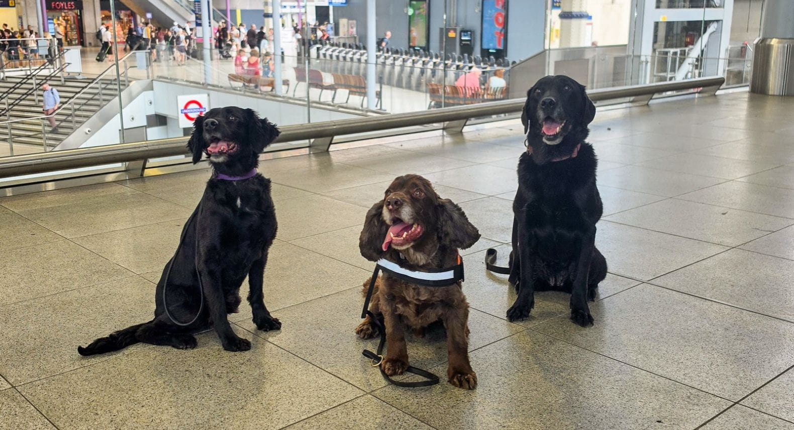 A black and a brown Cocker Spaniel and a black Labrador sitting together on the concourse at Waterloo station