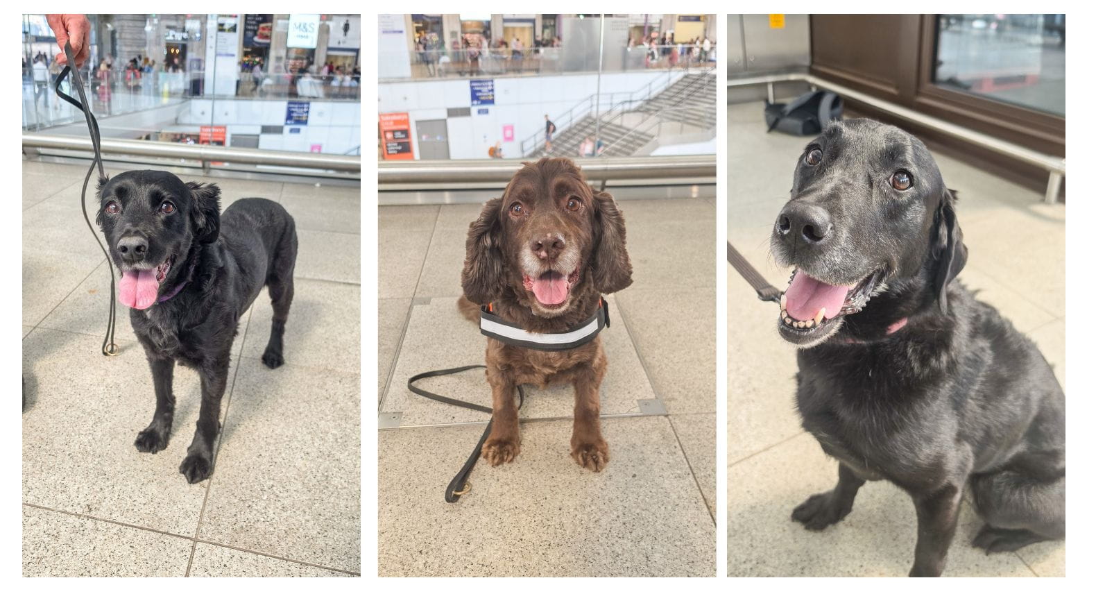 A collage of three dogs - a black and a brown Cocker Spaniel and a black Labrador all sitting facing the camera