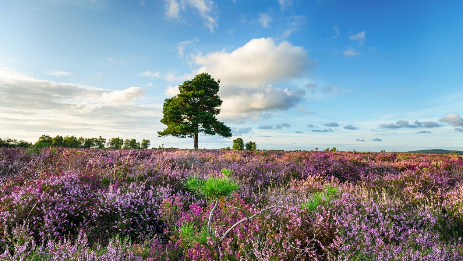 A tree standing in a field of heather in the New Forest