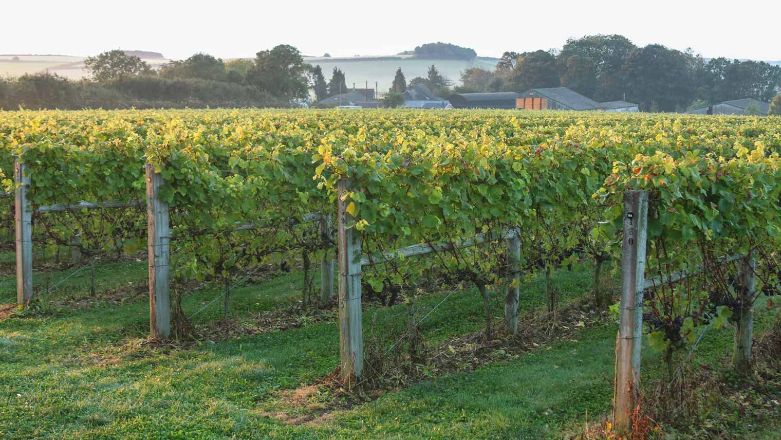 Langham vineyard