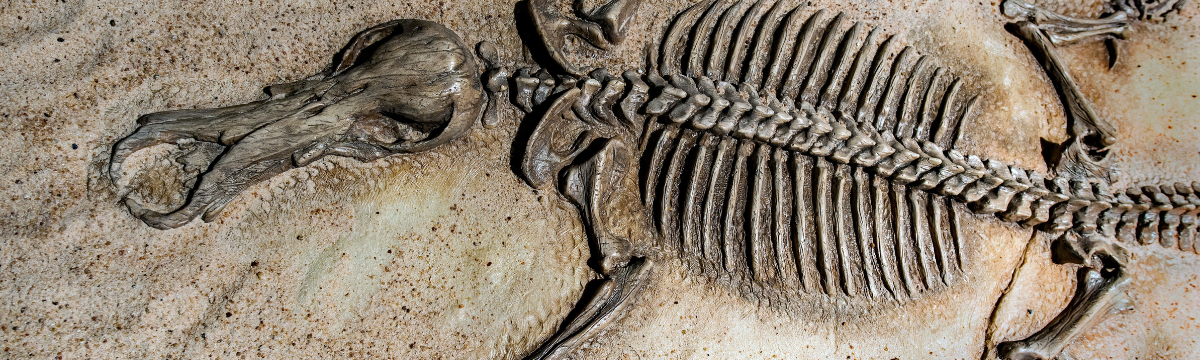 An image of a dinosaur fossil on a beach