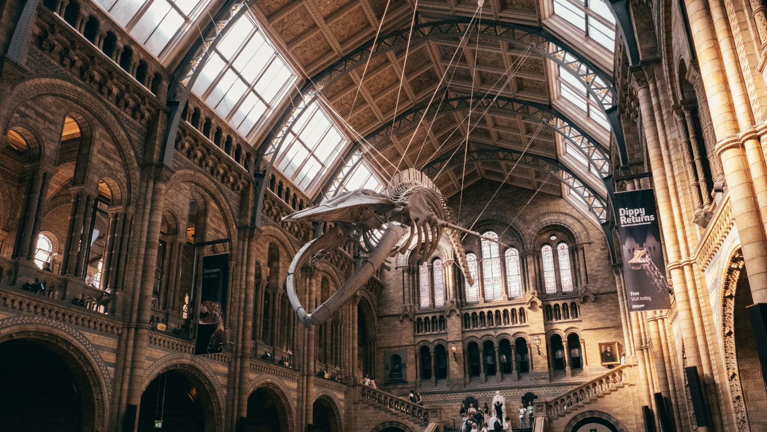 An image of a skeleton suspended from the ceiling at London's Natural History Museum