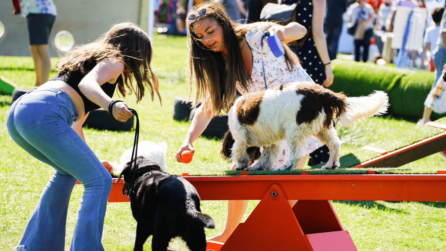 Dogs on agility seesaw at outdoor dog festival 