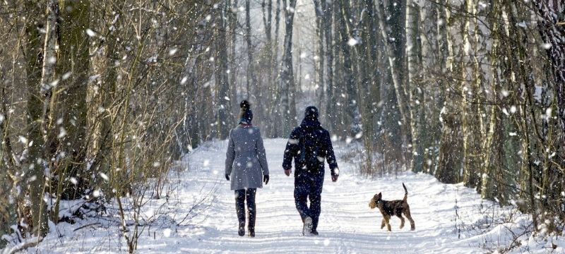 Find the best winter walks with SWR