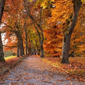 A view of a path during autumn, with lots of leaves on the ground. In the distance a family walks together.