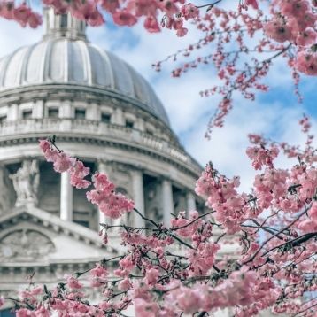 Find the best places to see cherry blossom with SWR