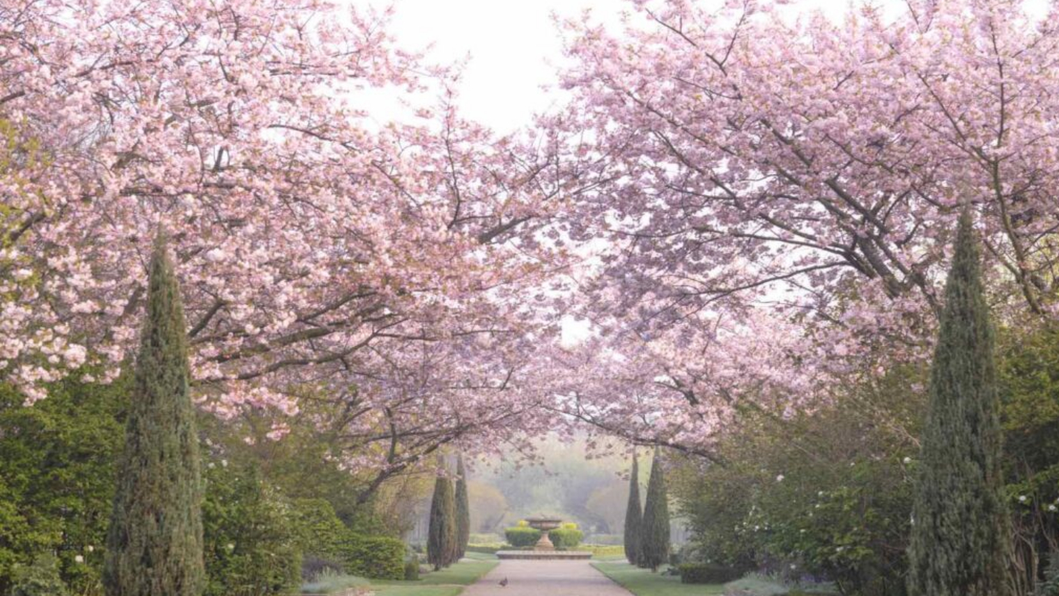 Cherry blossom on trees at Regent's Park