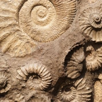 Ammonite fossils in rocks