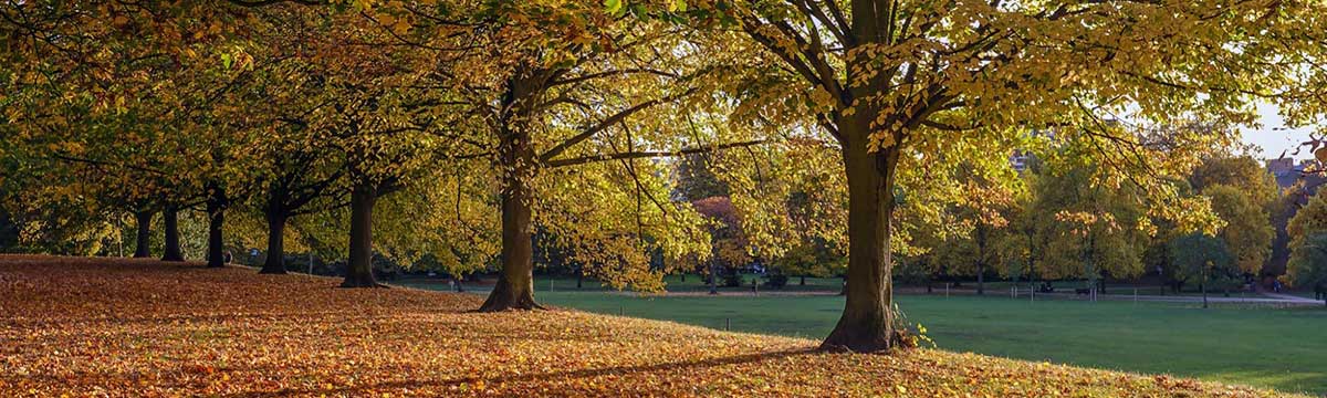 Hyde Park autumn