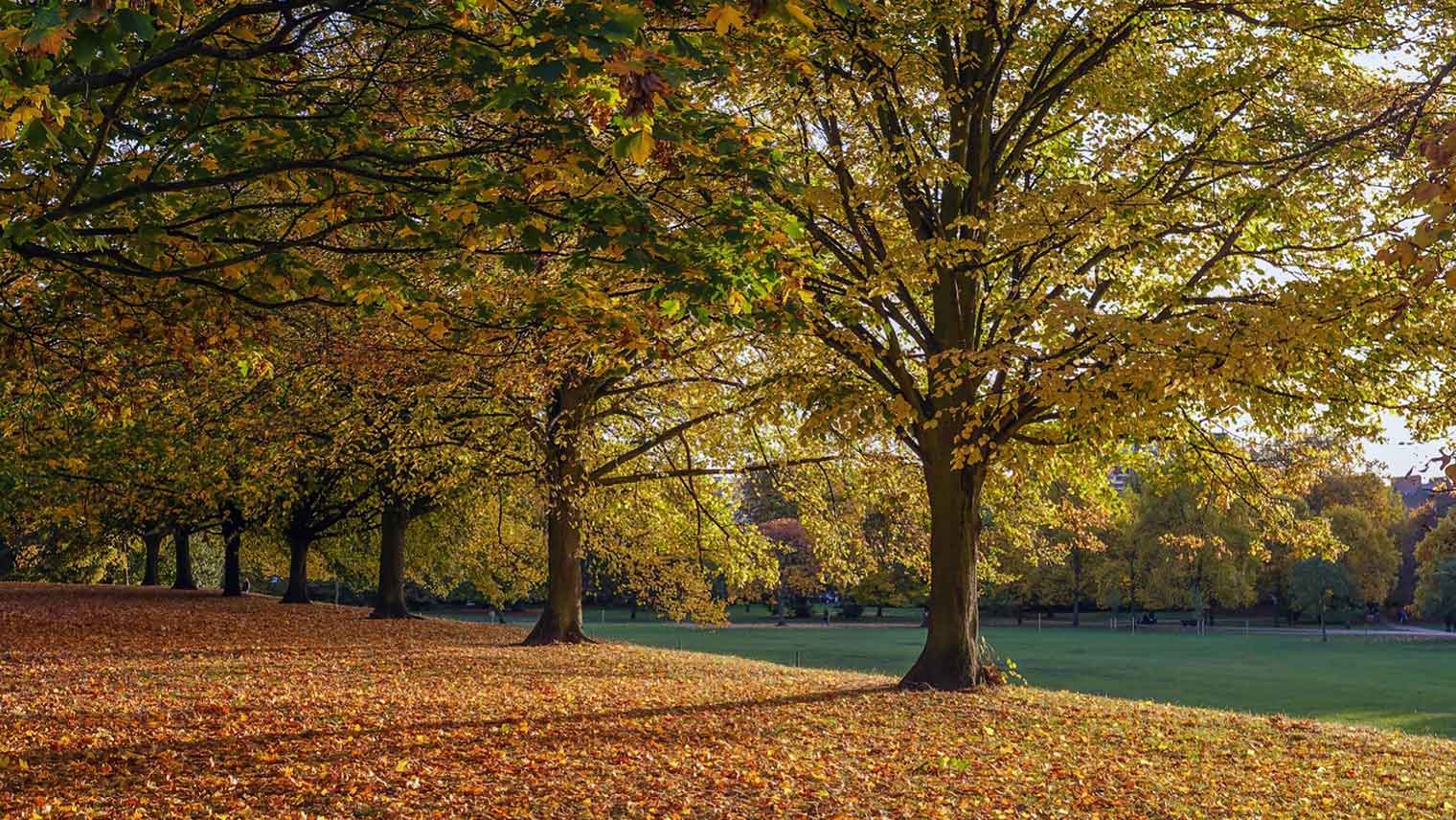 Hyde Park autumn