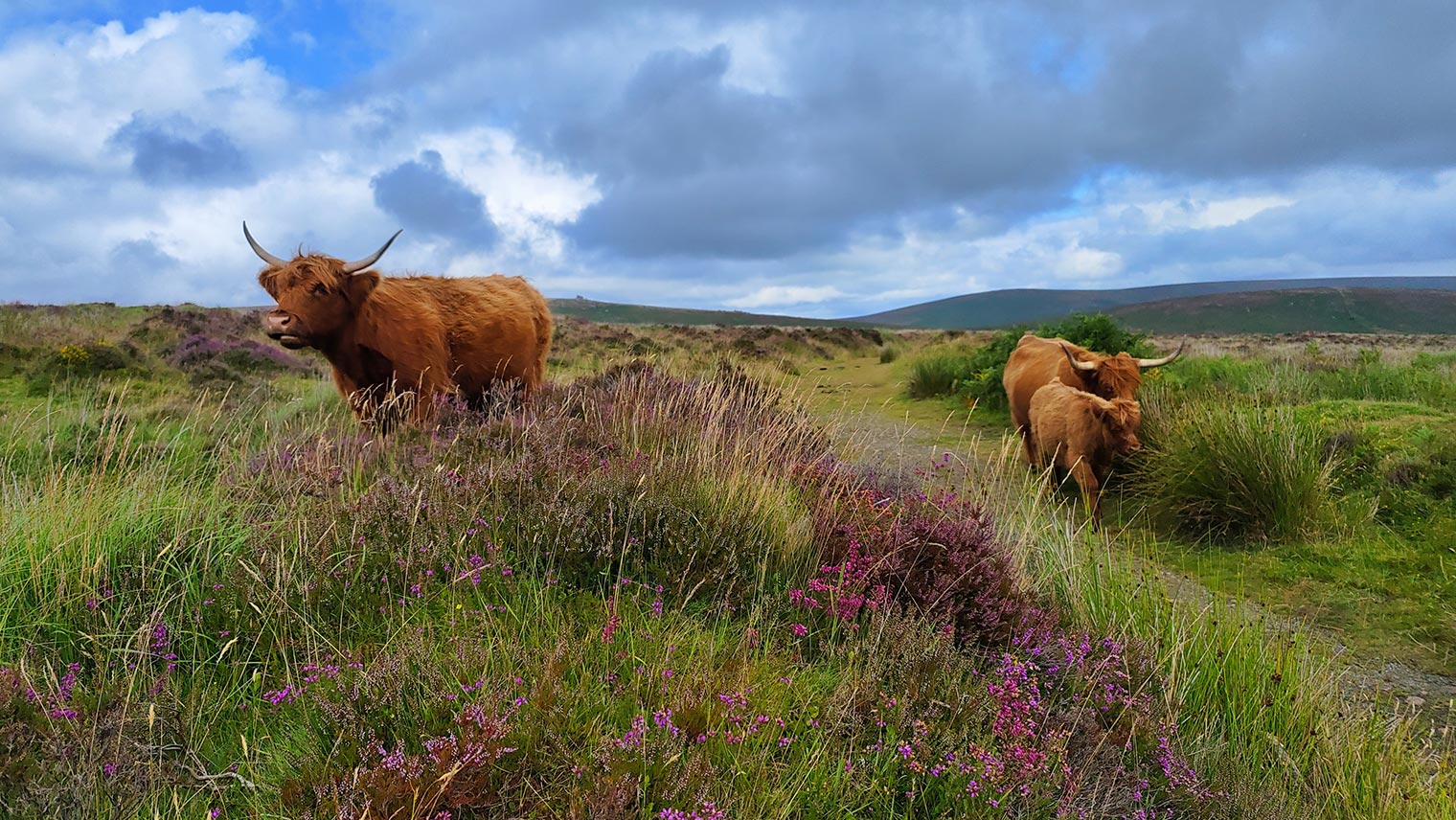 Dartmoor cows