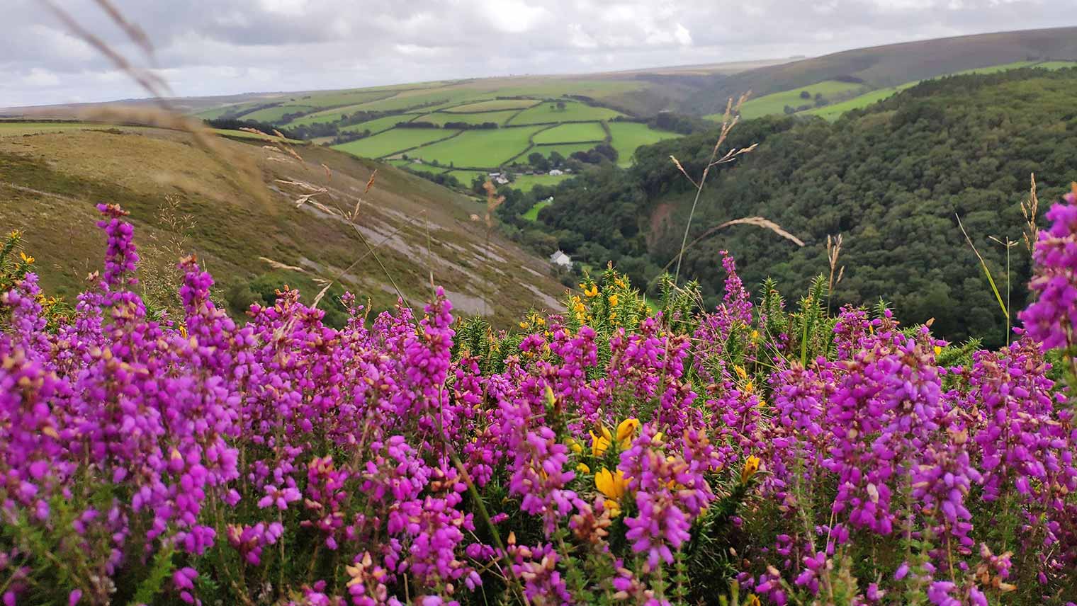 Exmoor landscape