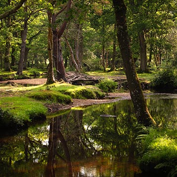 New Forest