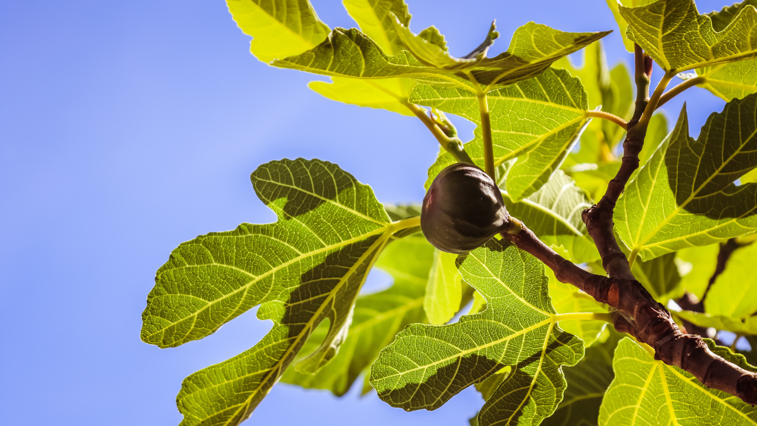 Image of a fig tree 