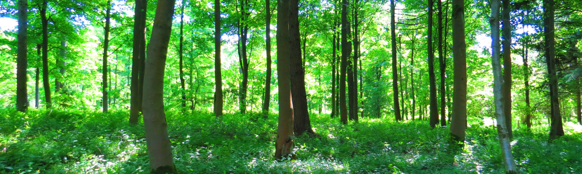 An image of trees in a forrest