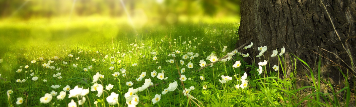 An image of grass with flowers growing from the ground
