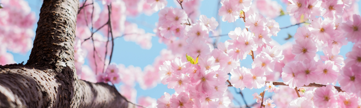 Image of a tree with pink flowers.