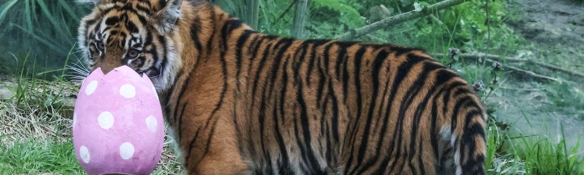 tiger holding Easter egg