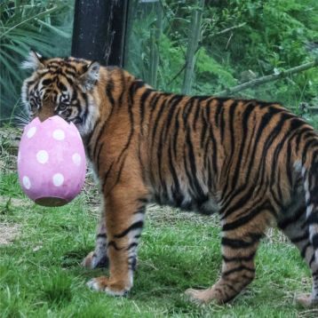 Tiger with pink easter egg