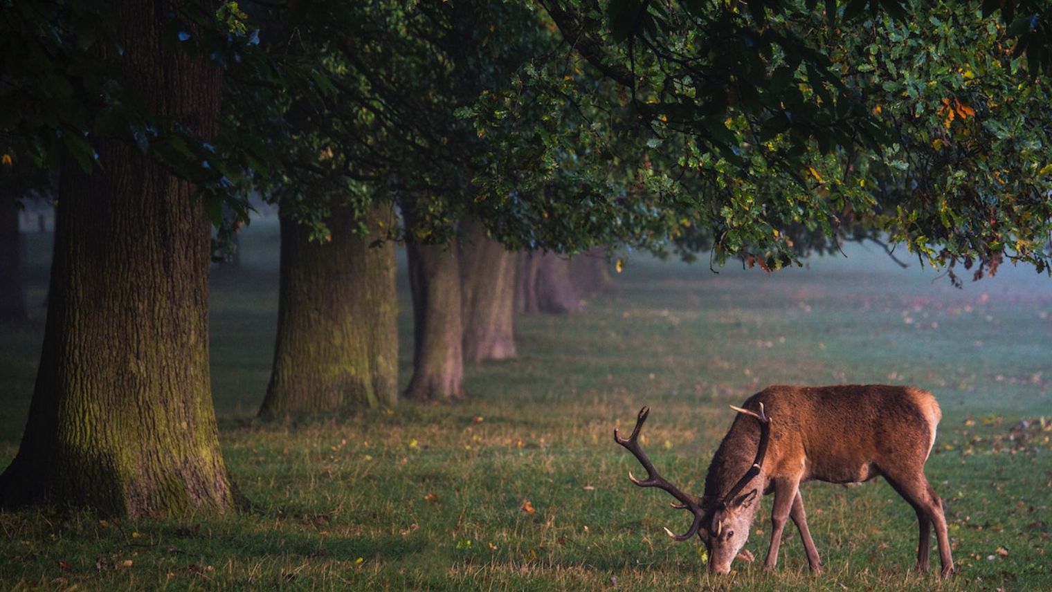 Richmond Park
