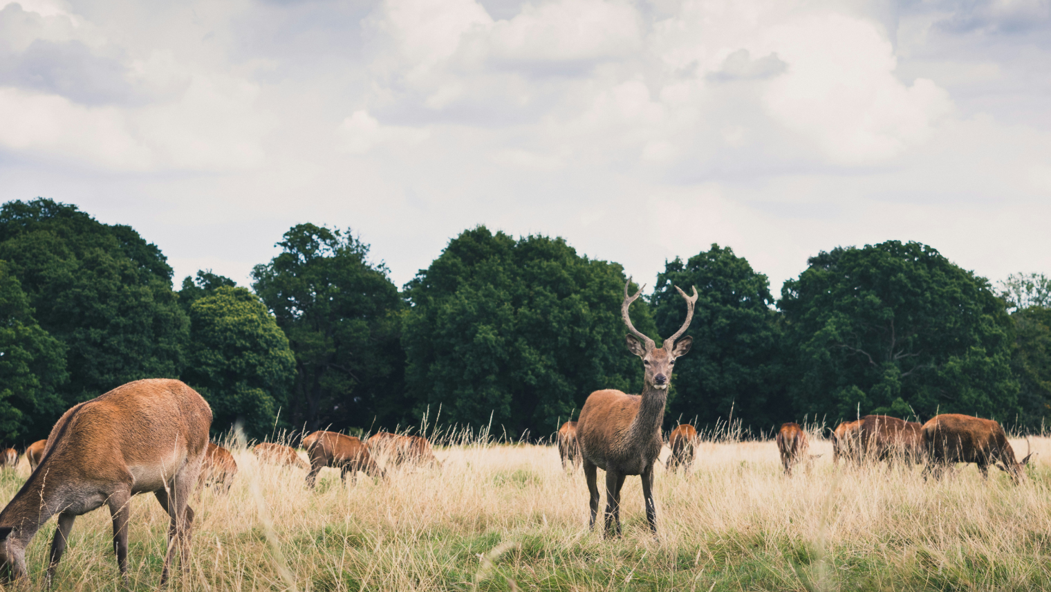 Richmond Park