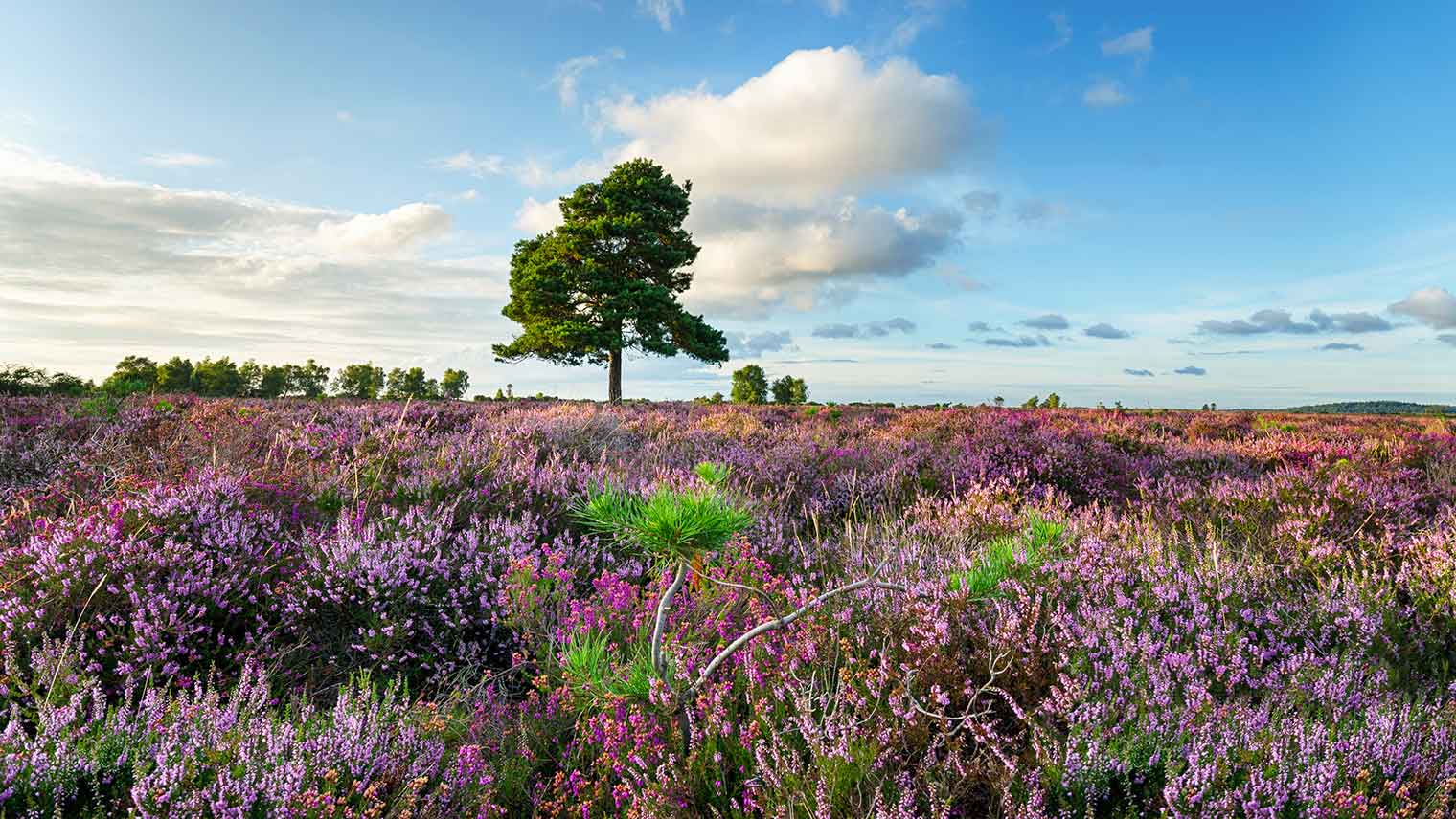 Heather in New Forest