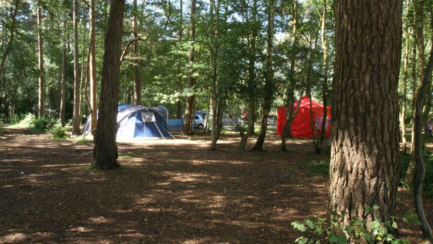 Tents in the forest at Burnbake Campsite