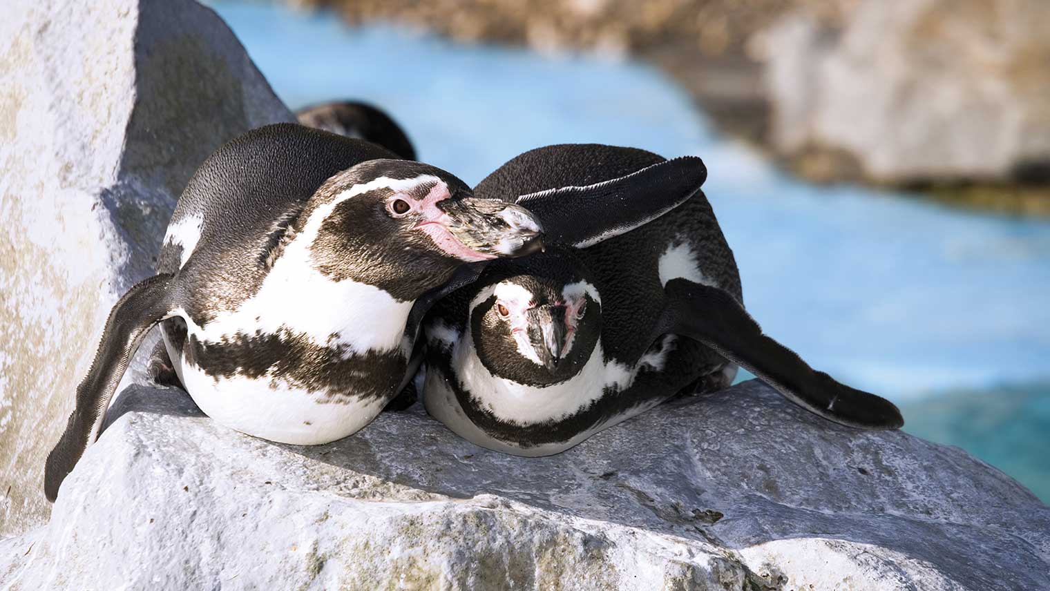 Penguins at Oceanarium Bournemouth