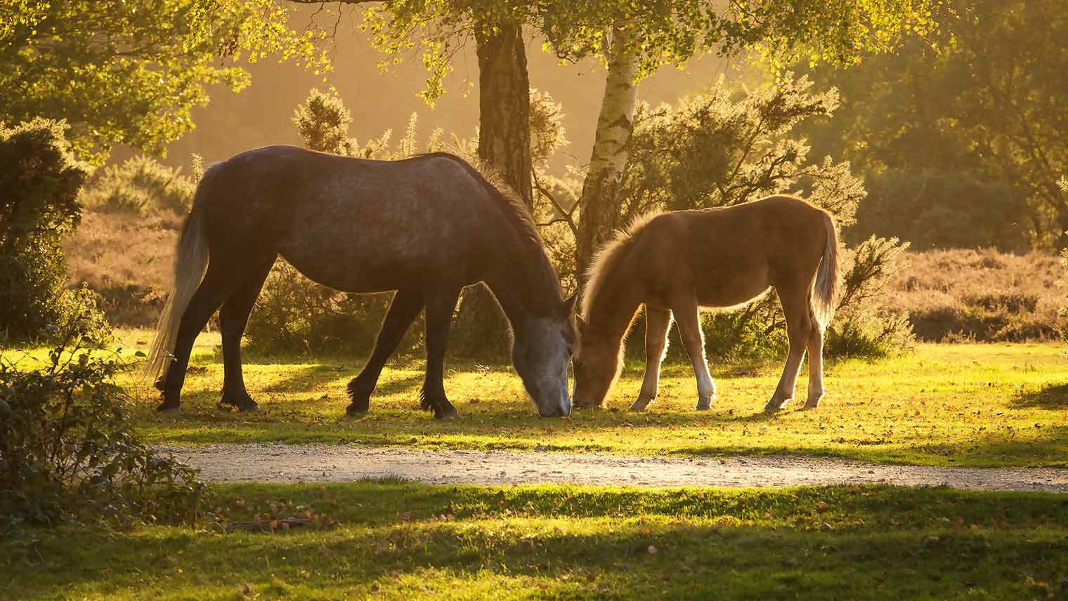 Wild ponies in New Forest