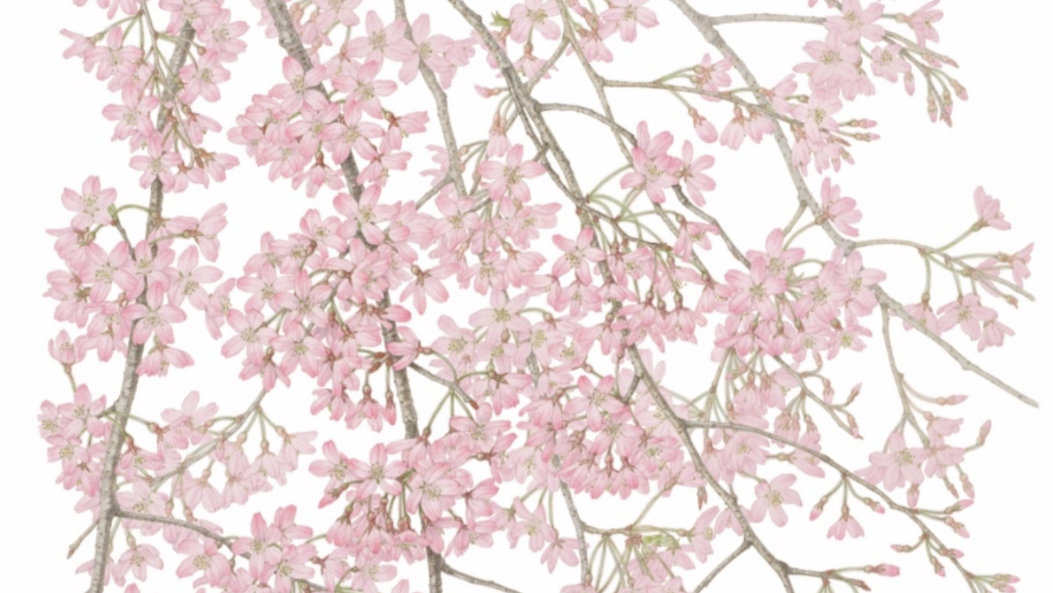Detail from Meiko Ishikawa's 'Flowering Cherries'