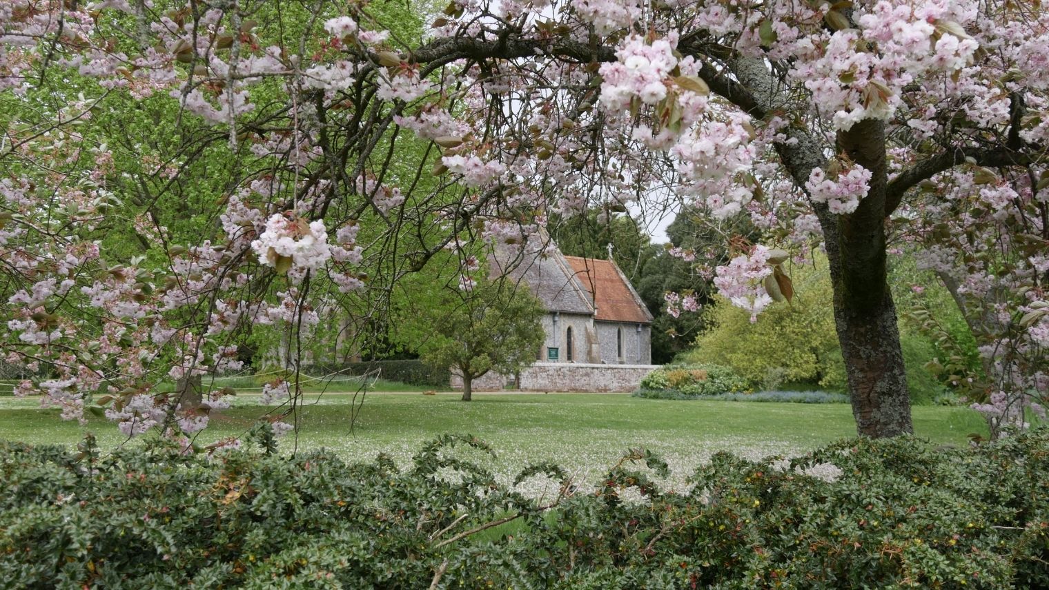 Cherry blossoms at Hinton Ampner