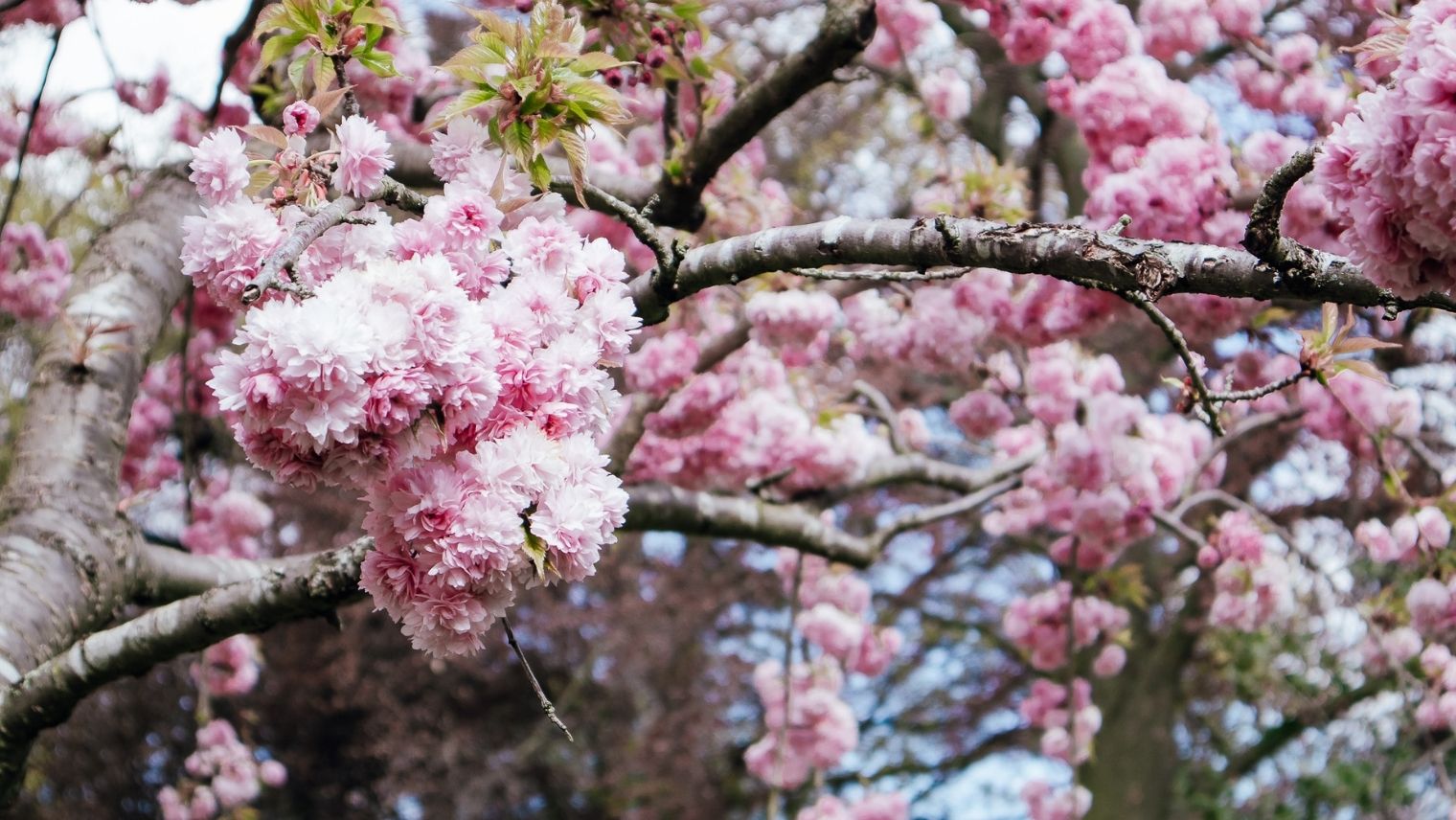 Cherry blossoms at Kyoto Garden in Holland Park