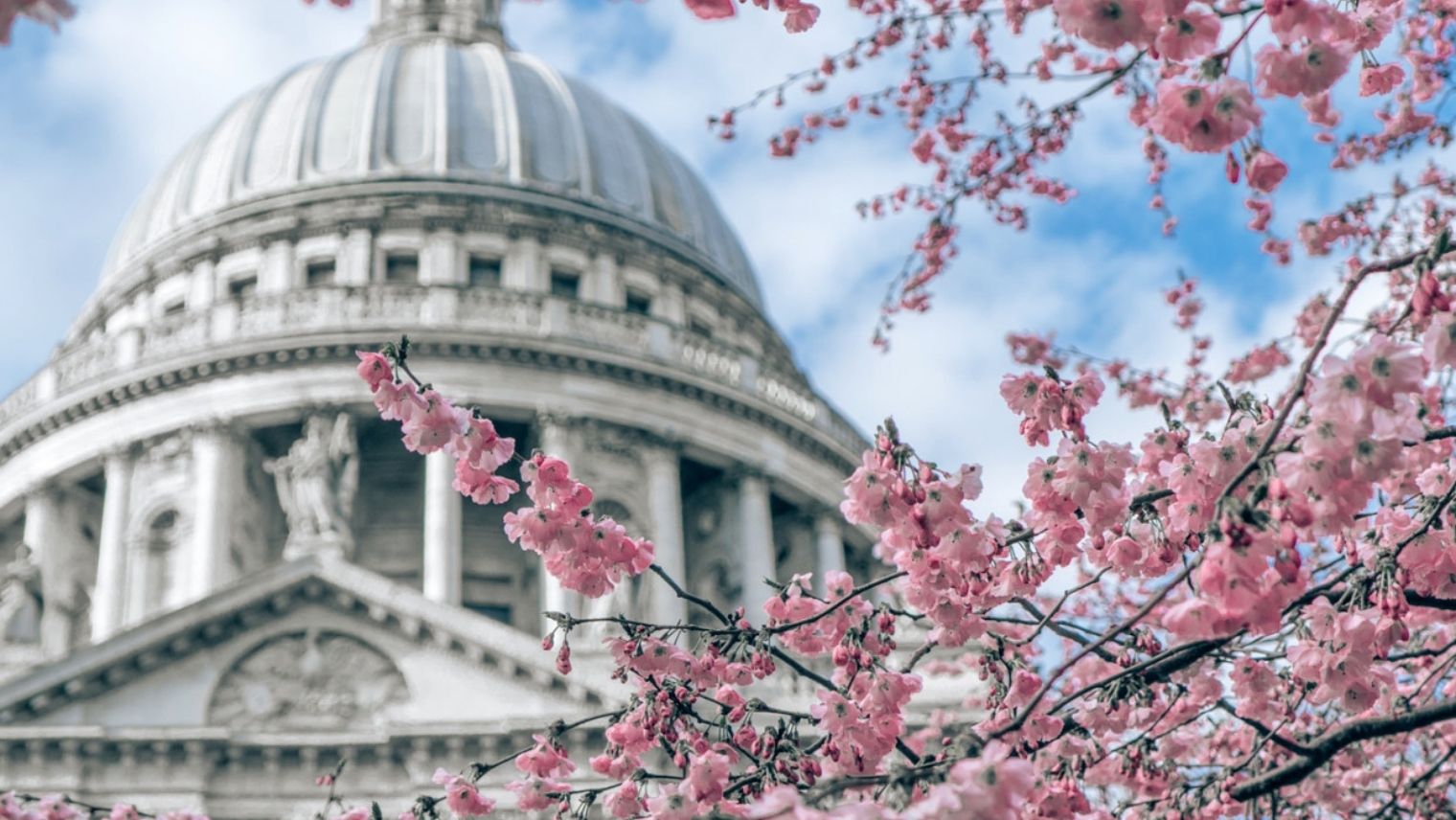 Cherry blossom at St Paul's Cathedral