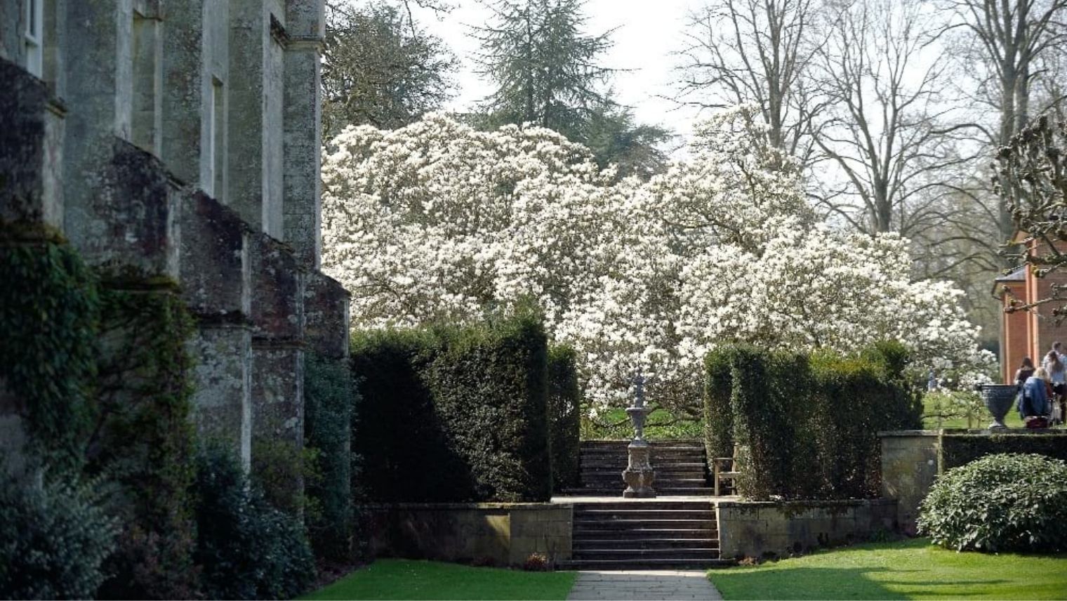 Magnolia blossom at Mottisfont Abbey