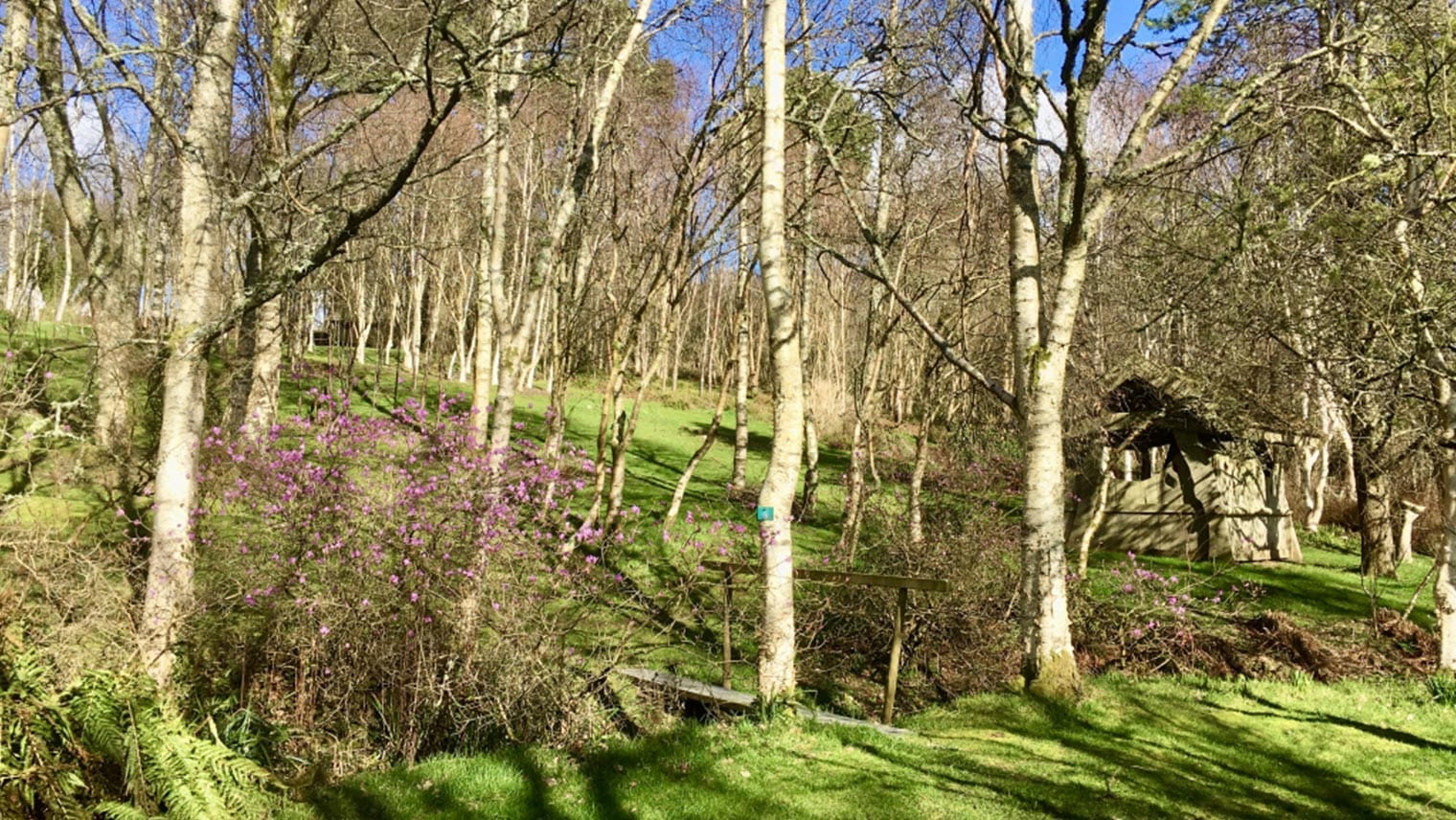 The UK’s Best Spring Wildflower Gardens South Western Railway
