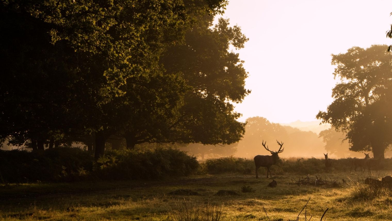 A stag in Richmond Park