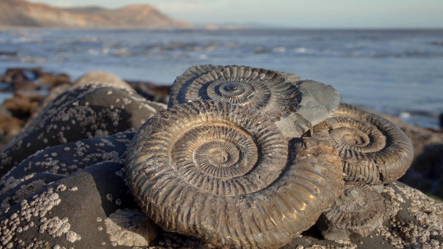 Ammonite fossils uncovered at Lyme Regis