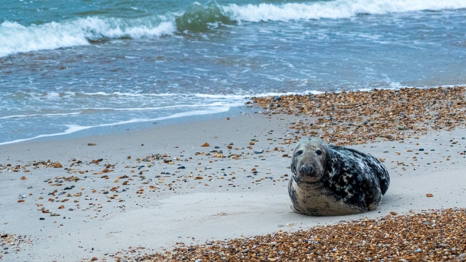 Seal on Bournemouth Beach