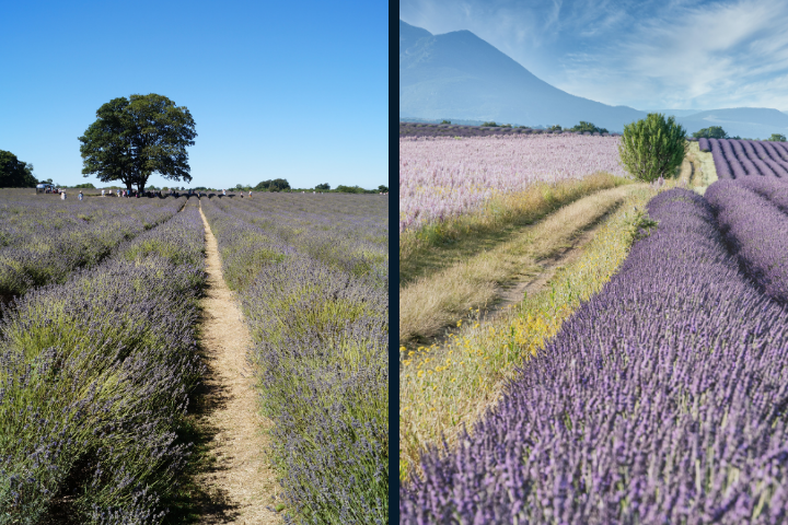 Mayfield Lavender / Provence Region, France
