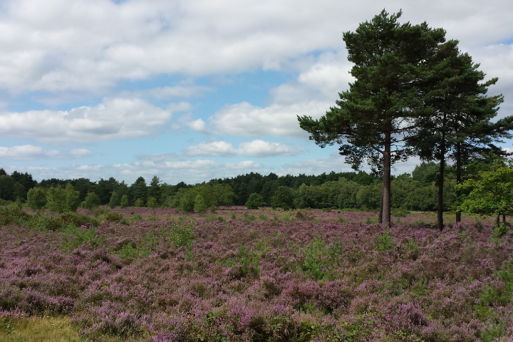 Horsell Common (Credit: Victor Ochieng)