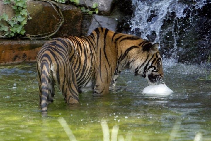 A tiger at Chessington World of Adventures